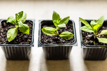 Maltese cross flower seedlings in the small black pots with black soil, horticulture and the flower planting concept
