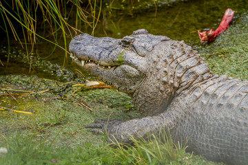 alligator on natural background