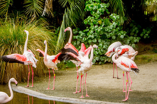 Flamingo Awesome flamingo outdoor shot. Animal shot capturing fl