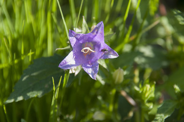 fiori e piante