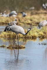 Portrait of a drinking common crane