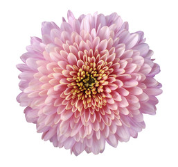pink-red-purple flower chrysanthemum, garden flower, white  isolated background with clipping path.  Closeup. no shadows. yellow-green centre. Nature.