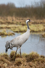 Common crane in a wetland at a stopover site