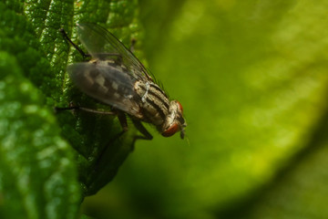 The fly on the leaf, macro