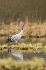 Common crane in a wetland at a stopover site