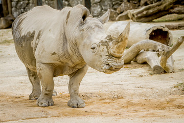 Obraz premium white rhino at zoo