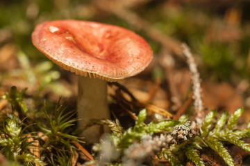 Mushrooms in the forest