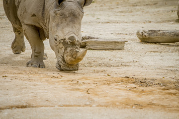 rhinocéros blanc au zoo