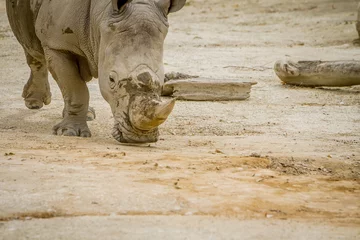 Crédence de cuisine en verre imprimé Rhinocéros rhinocéros blanc au zoo