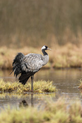 Common crane in a wetland at a stopover site
