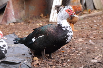 Close up of a muscovy duck .