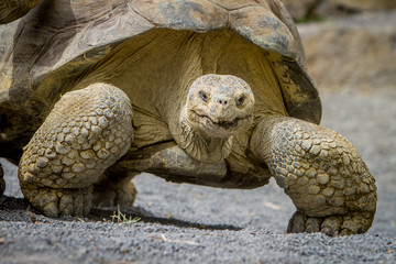 Giant grey tortoise standing on tropical island
