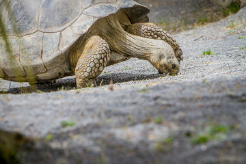 Giant grey tortoise standing on tropical island