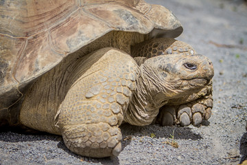 Giant grey tortoise standing on tropical island