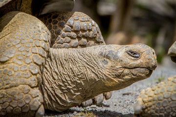 Giant grey tortoise standing on tropical island