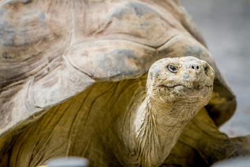 Obraz premium Giant grey tortoise standing on tropical island