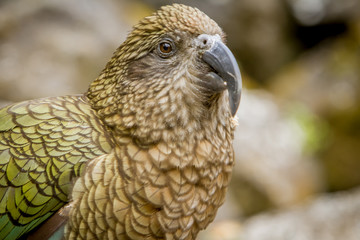 kea bird, new zealand