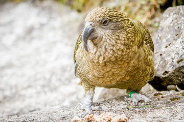 kea bird, new zealand