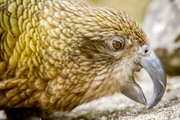 kea bird, new zealand