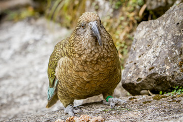 kea bird, new zealand