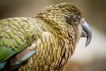 kea bird, new zealand