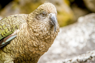 kea bird, new zealand