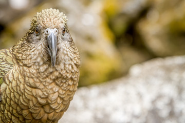 kea bird, new zealand