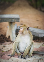 A sitting monkey