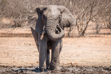 Fototapeta na wymiar African Elephant taking a mud bath.
