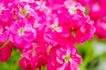 Fototapeta na wymiar beautiful garden flowers, fresh colorful flowers