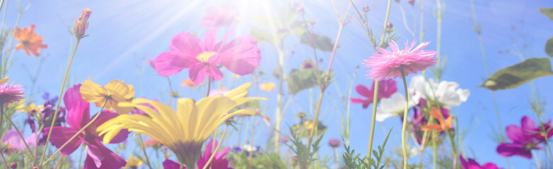 Grußkarte - bunte Blumenwiese - Sommerblumen Panorama
