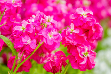 Fototapeta na wymiar beautiful garden flowers, fresh colorful flowers