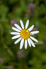 Obraz premium fiori e piante