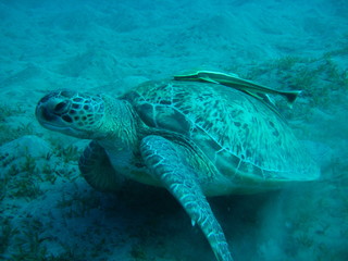 Obraz premium Meeresschildkröte