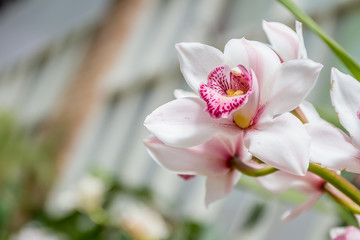 Beautiful orchid flowers on natural background