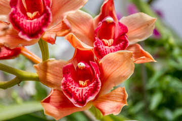 Fototapeta na wymiar Beautiful orchid flowers on natural background