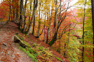 Beech forest on the slopes of the Carpathians in the golden autumn season