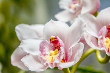 Beautiful orchid flowers on natural background