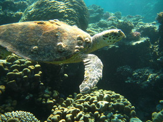 Meeresschildkr&ouml;te