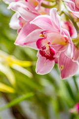 Beautiful orchid flowers on natural background
