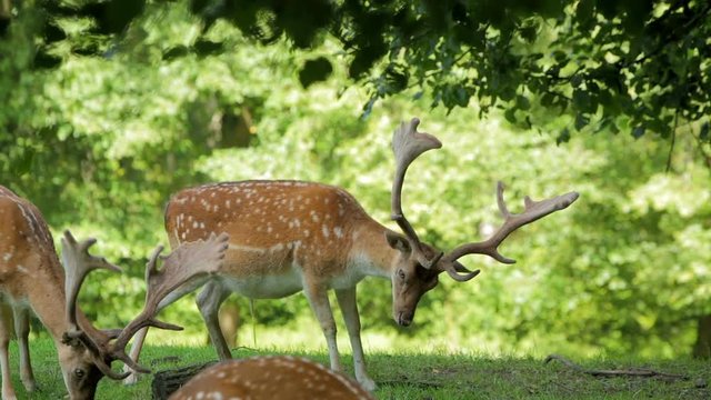brown sika deer urinating