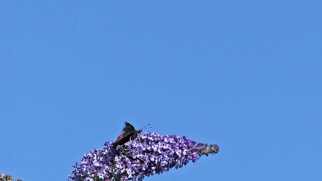 Peacock Butterfly, inachis io, Adult in Flight, Taking off from Buddleja or Summer Lilac, buddleja davidii, Normandy in France, Slow Motion