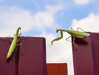 The female and the male praying mantis on a metal fence profile.