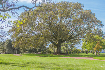 green trees in park, outdoor picture