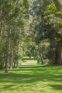 green trees in park, outdoor picture