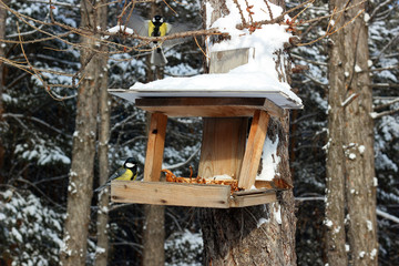 Obraz na płótnie Canvas Bird feeder with blue Tits in winter Park