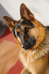 German shepherd guarding the house