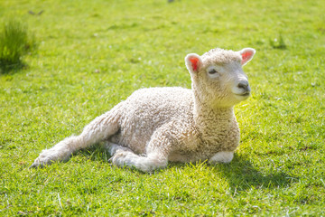 Naklejka na ściany i meble white sheep on green grass