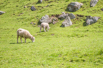 white sheep on green grass