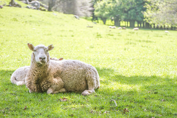white sheep on green grass